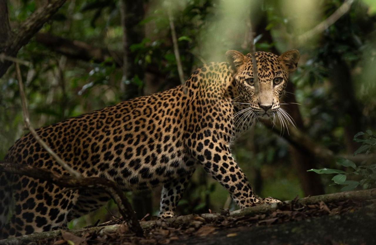 Hotel Makini Bush Camp, Yala Exteriér fotografie