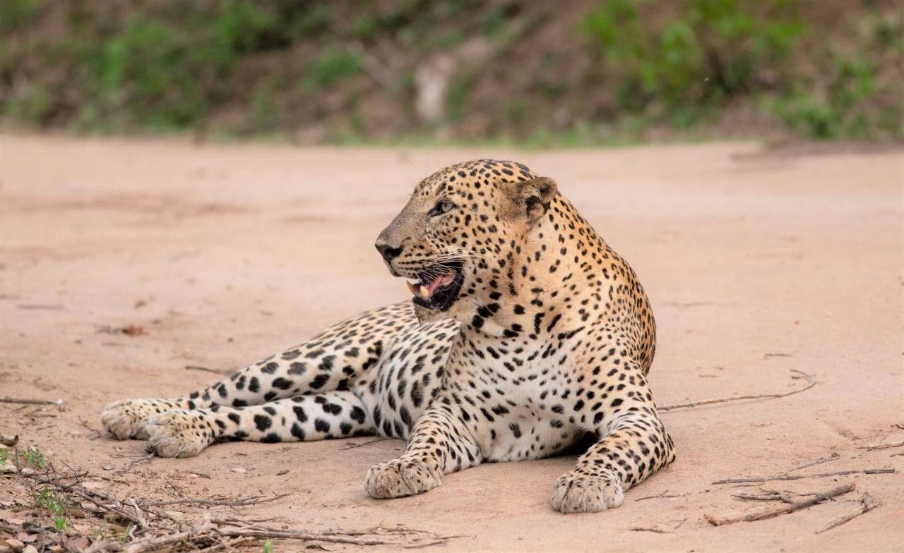Hotel Makini Bush Camp, Yala Exteriér fotografie